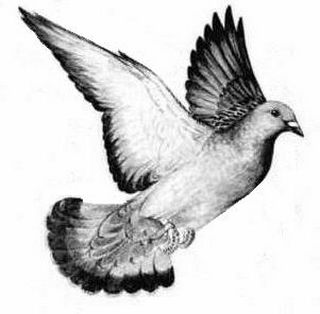 pigeon-c